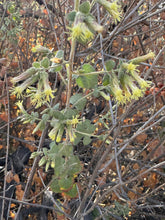 Load image into Gallery viewer, Brickellia californica Brickell Bush