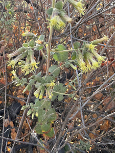 Brickellia californica Brickell Bush