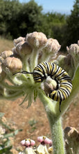 Load image into Gallery viewer, Asclepias eriocarpa Kotolo Milkweed