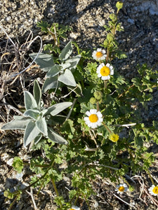 Perityle emoryi Emory's Rockdaisy