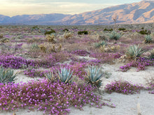 Load image into Gallery viewer, Abronia villosa Desert Sand Verbena