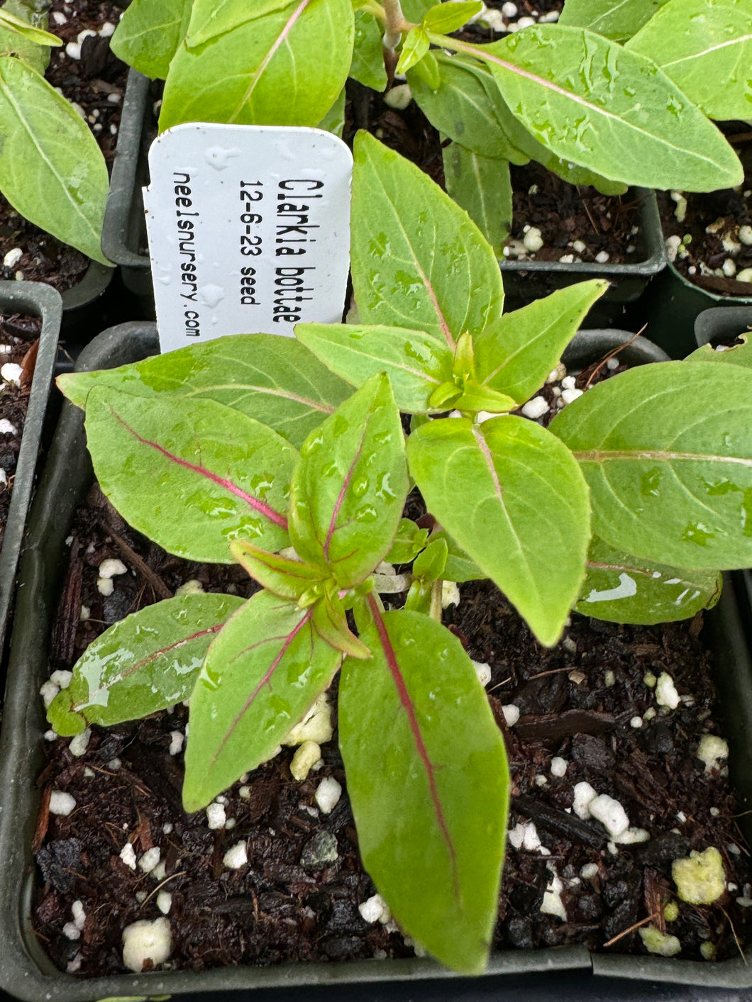 Clarkia bottae Punch Bowl Godetia