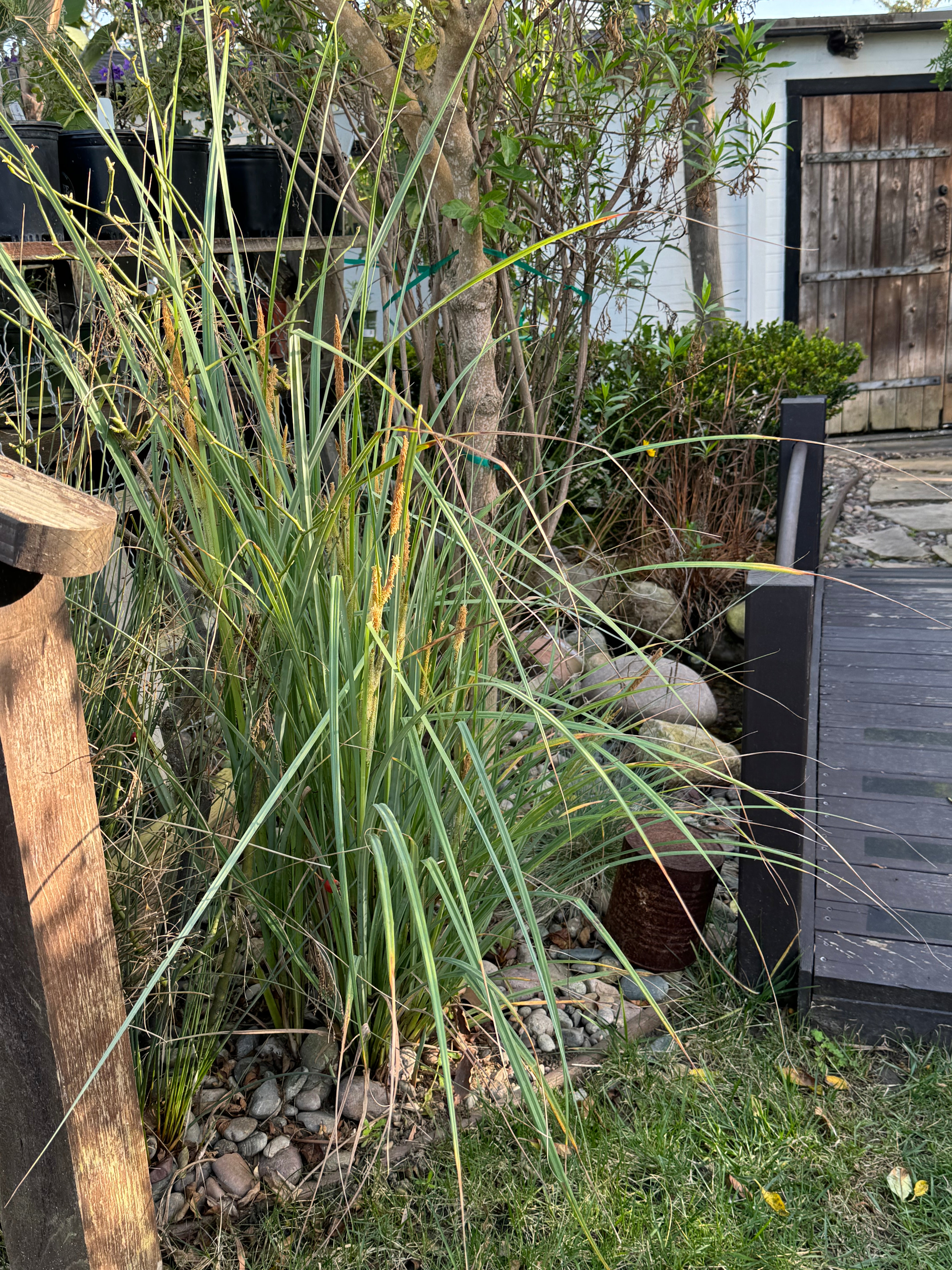 歙州 Carex spissa San Diego Sedge – Neel's Nursery