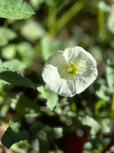 Load image into Gallery viewer, Calystegia macrostegia California Island Morning Glory