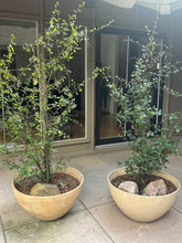 Load image into Gallery viewer, Cercocarpus minutiflorus San Diego Mountain Mahogany