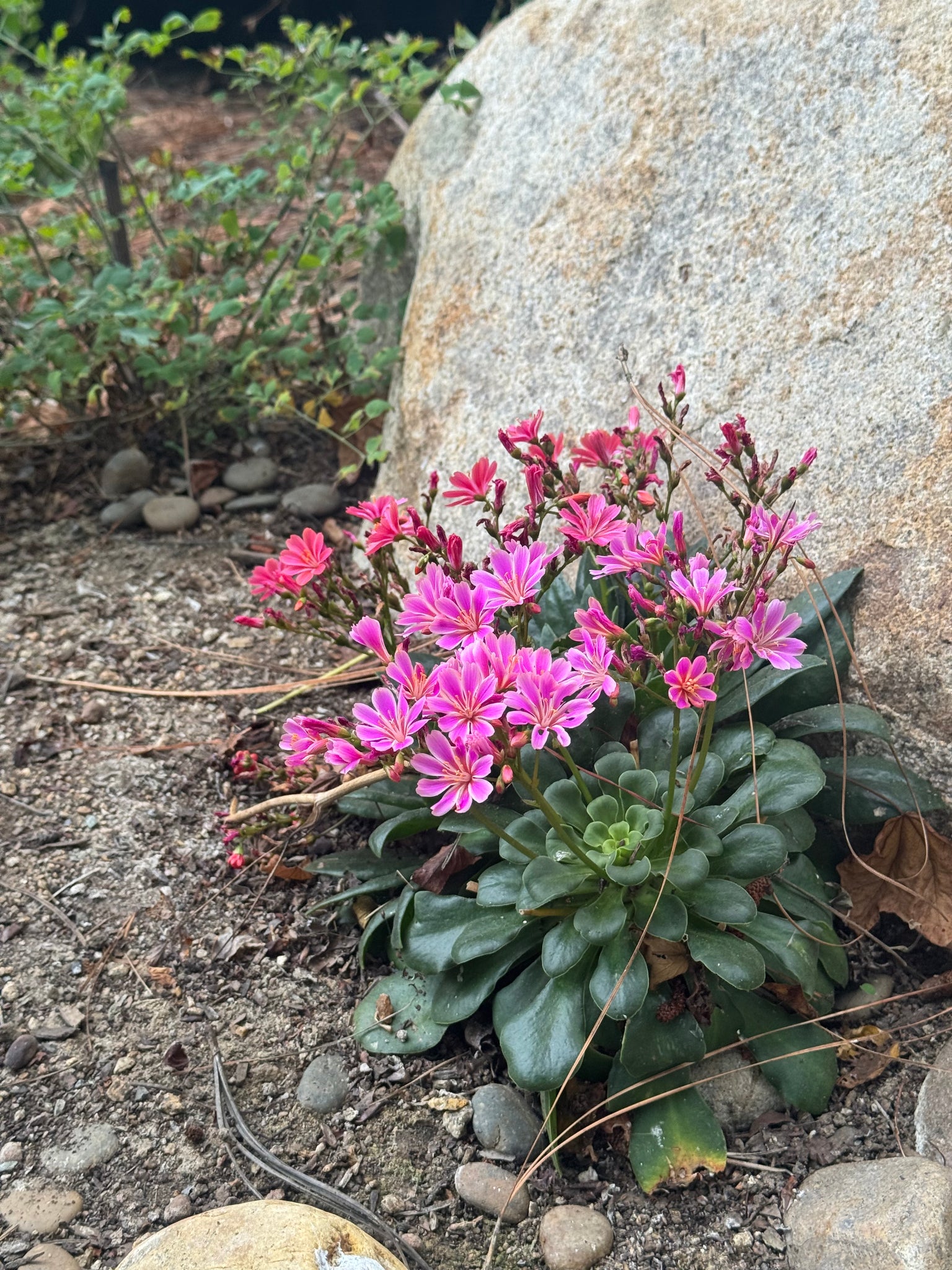 succulent lewisia Lewisia longipetala & cotyledon Cliff Succulent 'Little Peach' & 'Suns – Neel's Nursery