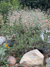 Load image into Gallery viewer, Eriogonum cinereum Ashyleaf Buckwheat