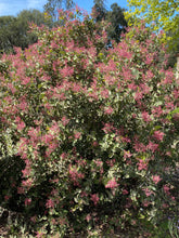Load image into Gallery viewer, Rhus lentii Pink-Flowering Sumac