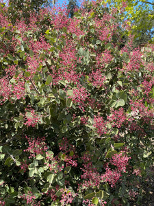 Rhus lentii Pink-Flowering Sumac