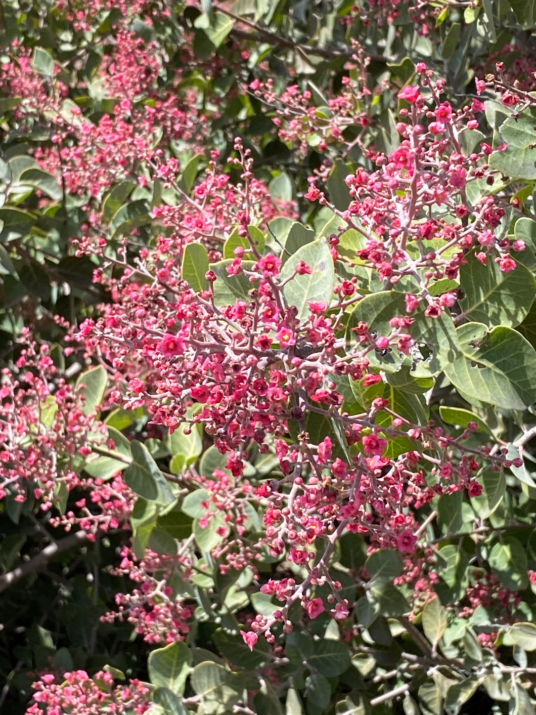 Rhus lentii Pink-Flowering Sumac
