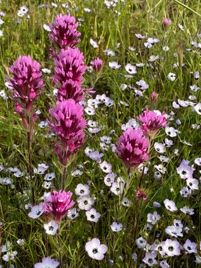 Castilleja exserta Purple Owl's Clover