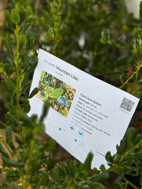 Ceanothus 'Skylark' Skylark Mountain Lilac