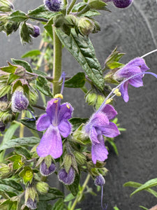 Trichostema lanatum Woolly Blue Curls