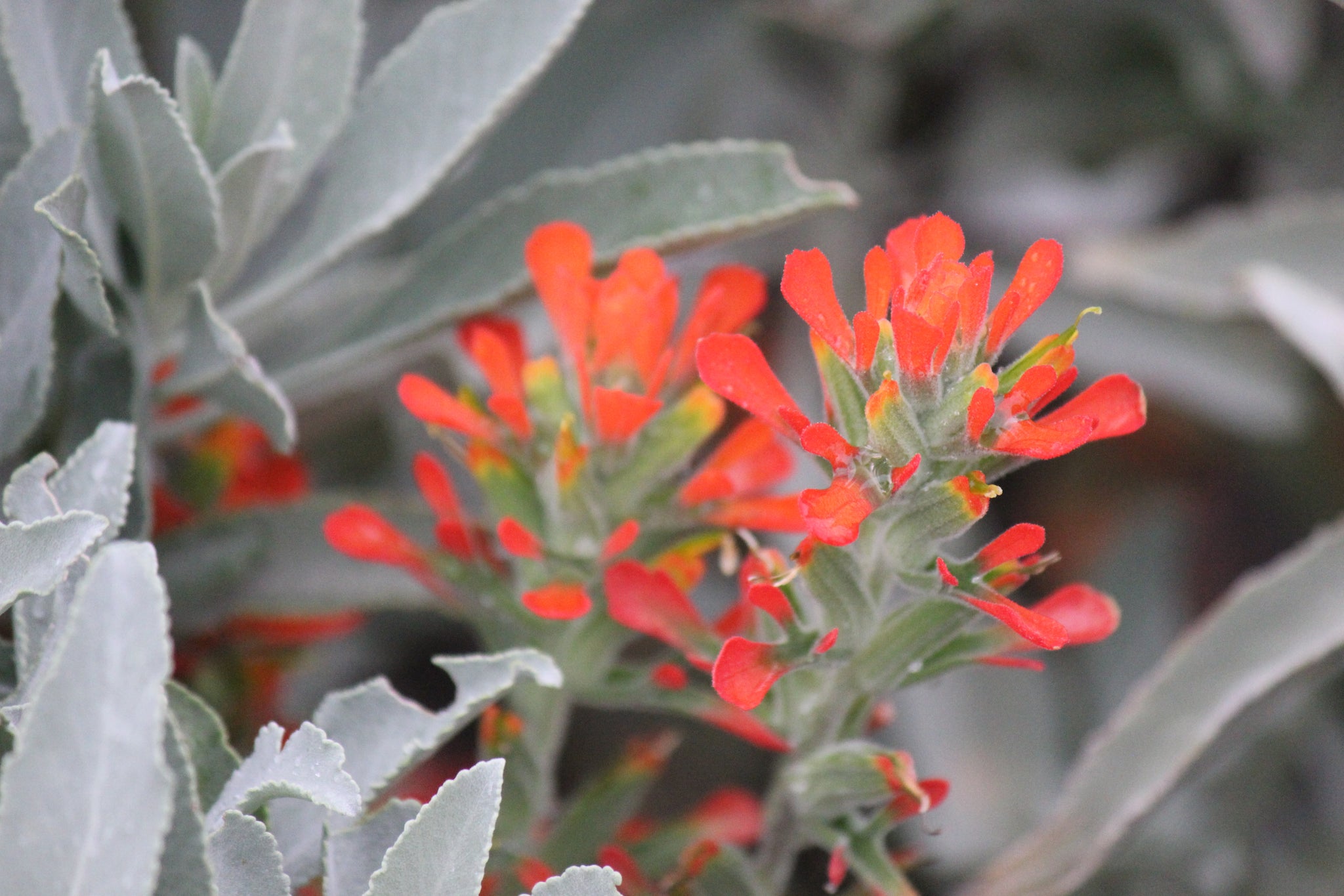 planting indian paintbrush seeds Castilleja foliolosa Woolly Paintbrush Seed – Neel's Nursery