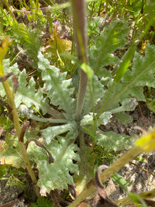 Salvia carduacea Thistle Sage