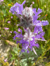 Load image into Gallery viewer, Salvia carduacea Thistle Sage