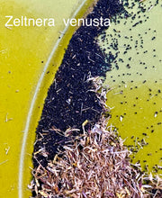 Load image into Gallery viewer, Zeltnera venusta Canchalagua Charming Centaury
