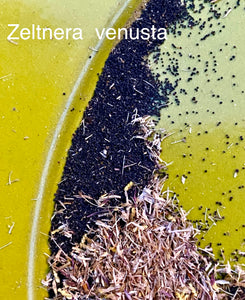 Zeltnera venusta Canchalagua Charming Centaury