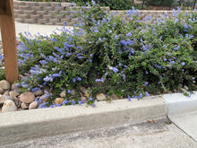 Load image into Gallery viewer, Ceanothus &#39;Joyce Coulter&#39; Joyce Coulter Mountain Lilac