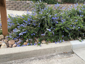 Ceanothus 'Joyce Coulter' Joyce Coulter Mountain Lilac