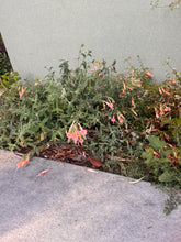 Load image into Gallery viewer, Epilobium canum California Fuchsia &amp; Selections ( Zauschneria )