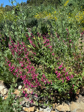 Load image into Gallery viewer, Penstemon pseudospectabilis Desert Penstemon