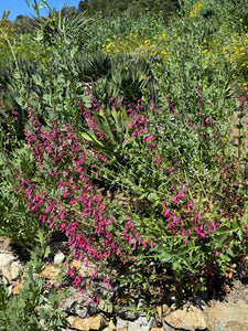 Penstemon pseudospectabilis Desert Penstemon