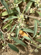 Load image into Gallery viewer, Croton californicus California Croton