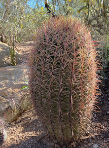 Ferocactus cylindraceus California Barrel Cactus