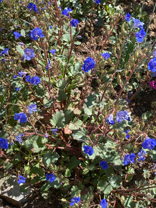 Phacelia campanularia Desertbells California Bluebell