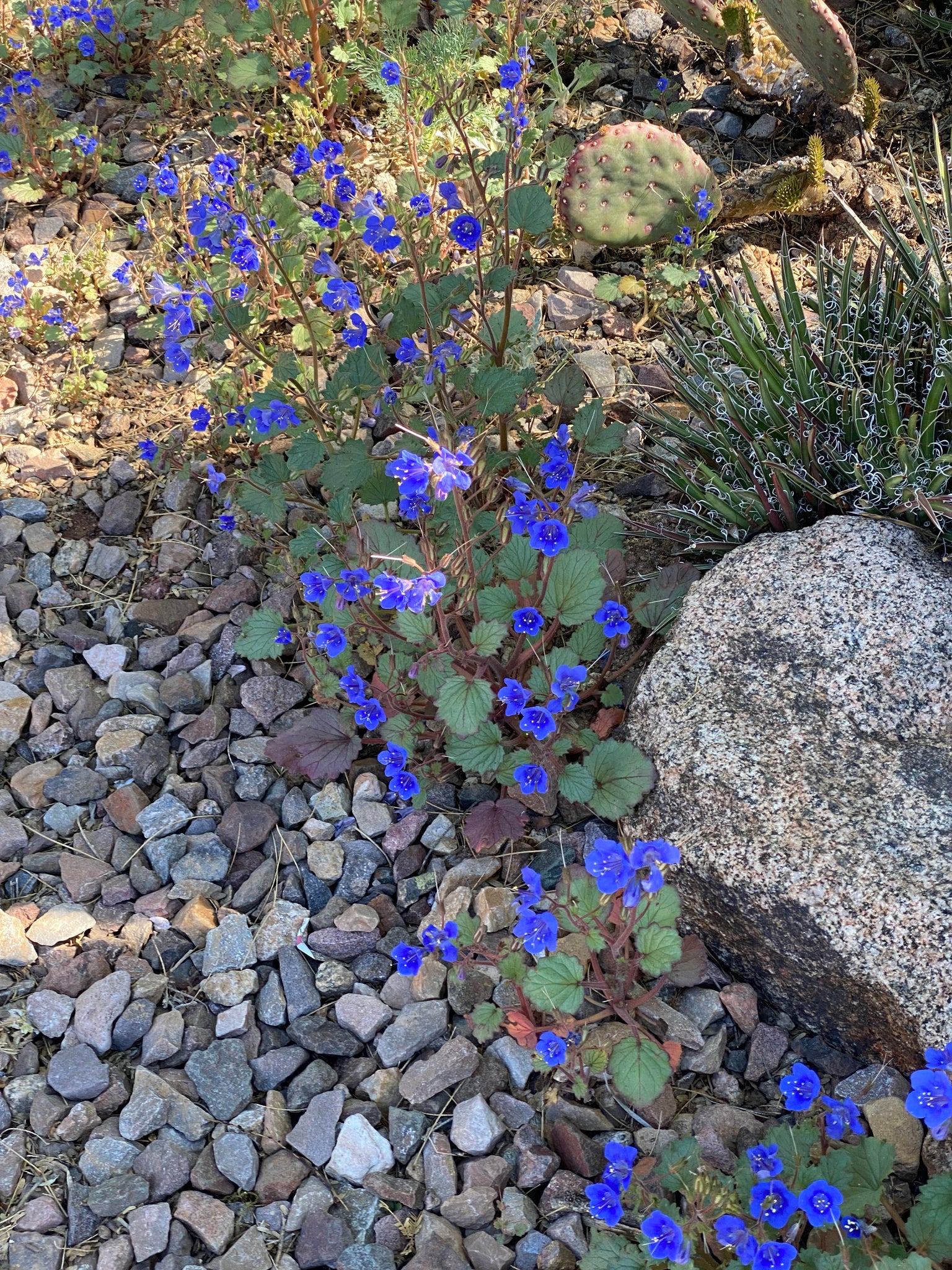 Phacelia campanularia Desertbells California Bluebell – Neel's Nursery