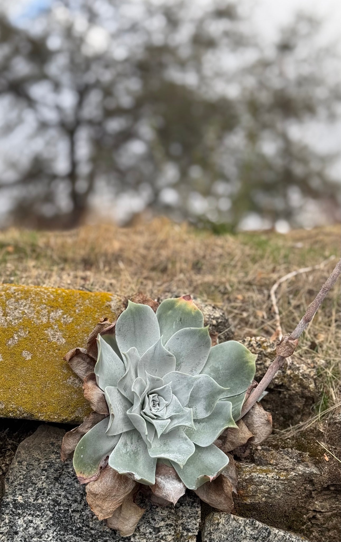 dudleya succulent Dudleya pulverulenta Chalk Dudleya – Neel's Nursery