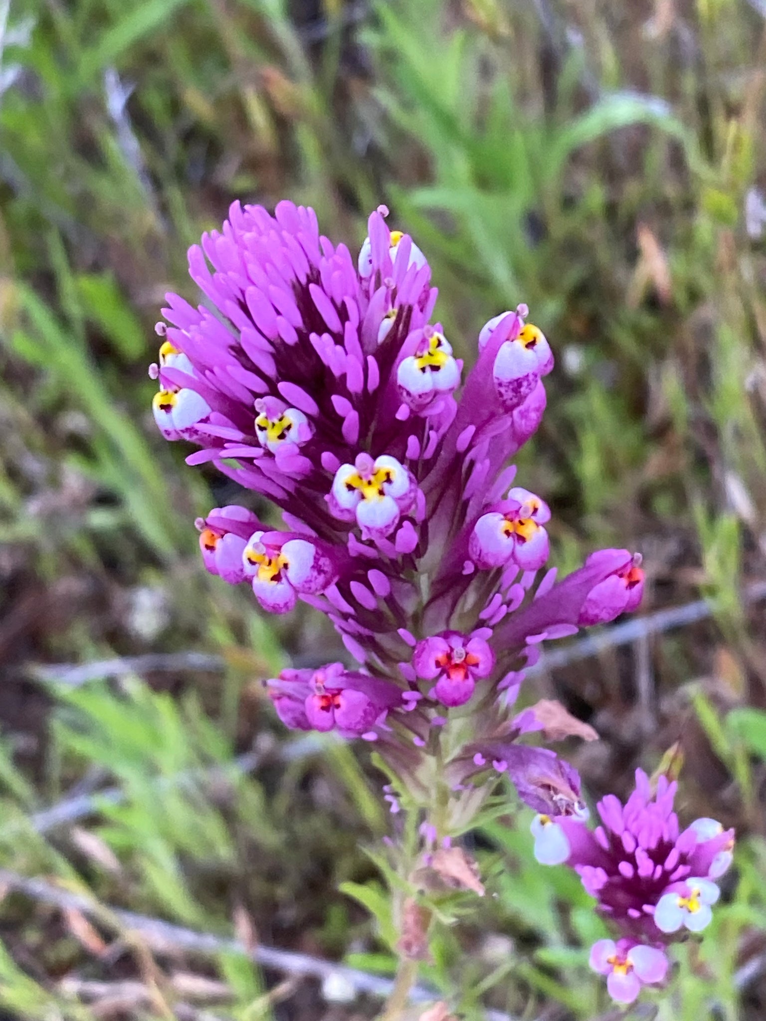 succulent owl's clover Castilleja exserta Purple Owl's Clover – Neel's Nursery