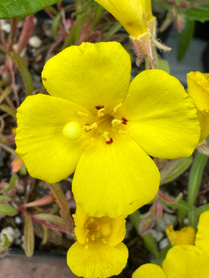 Camissoniopsis bistorta California Sun Cup