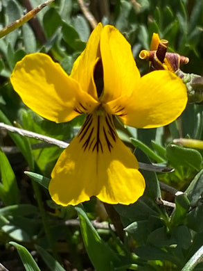 Viola pedunculate Johnny Jump Up