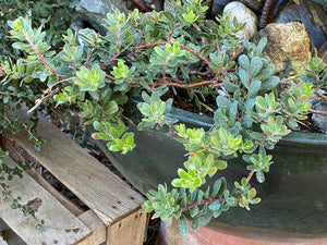 Arctostaphylos uva-ursi Bearberry Manzanita & Selections 'Emerald Carpet'