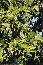 Load image into Gallery viewer, Quercus tomentella Island Oak