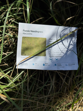 Stipa pulchra Purple Needlegrass