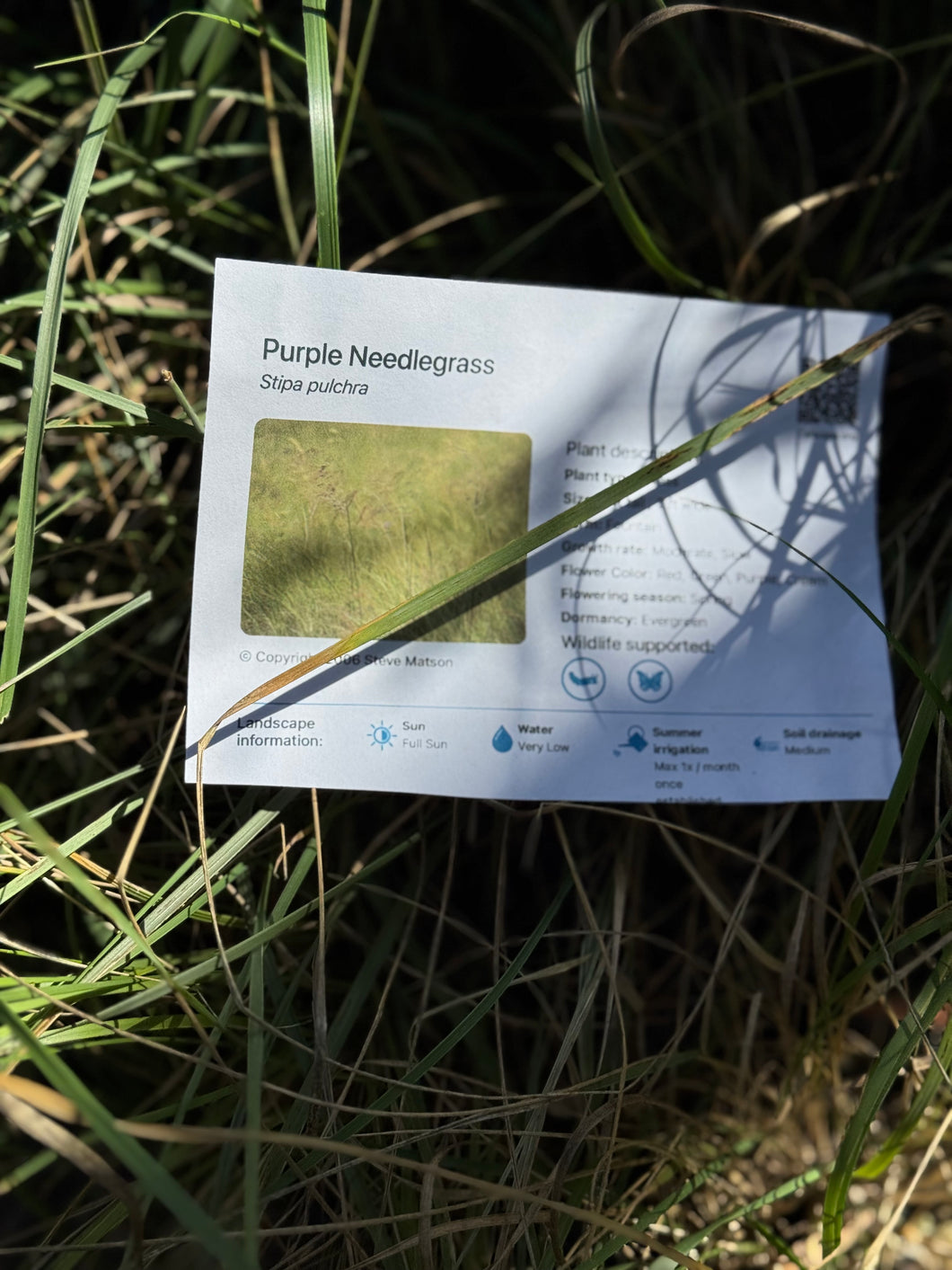 Stipa pulchra Purple Needlegrass