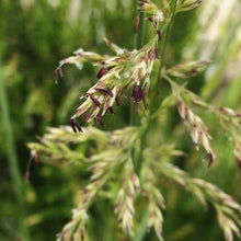 Load image into Gallery viewer, Melica imperfecta Small Flowered Melica