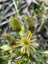 Load image into Gallery viewer, Clematis lasiantha Chaparral Clematis