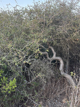 Load image into Gallery viewer, Quercus dumosa Nuttall's Scrub Oak