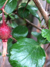 Load image into Gallery viewer, Ribes speciosum Fuchsiaflower Gooseberry Fuchsia flower