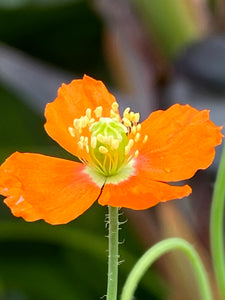 Papaver heterophyllum Windpoppy