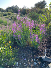 Load image into Gallery viewer, Penstemon spectabilis Showy Penstemon