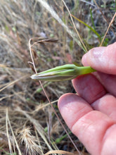 Load image into Gallery viewer, Uropappus lindleyi  Uropappus Silver Puffs Silverpuffs