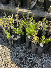 Load image into Gallery viewer, Fouquieria diguetii Palo Adan