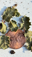 Load image into Gallery viewer, Quercus dumosa Nuttall's Scrub Oak