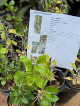 Load image into Gallery viewer, Fouquieria diguetii Palo Adan