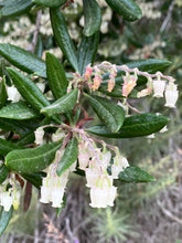 Load image into Gallery viewer, Comarostaphylis diversifolia Summer Holly